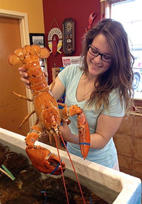 Rare orange lobster caught in Bay of Fundy | Aqua culture, Aquaponics design, Orange