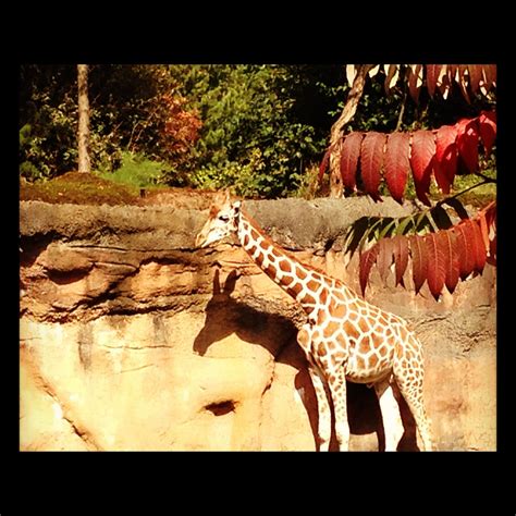 Portland Zoo | Portland zoo, Cute animals, Animals