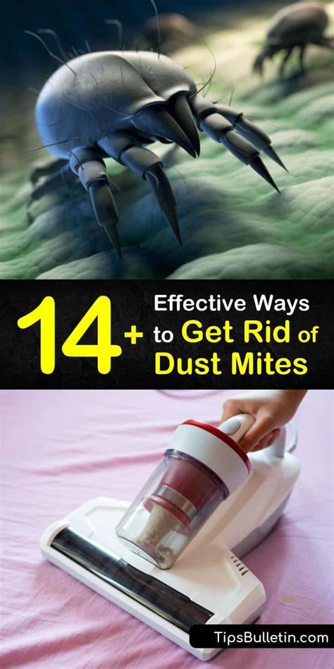 14+ Amazingly Effective Ways to Get Rid of Dust Mites | Dust mite allergy, Dust mites, Dust allergy