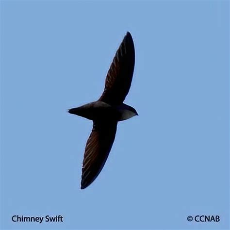 Chimney Swift - North American Birds - Birds of North America