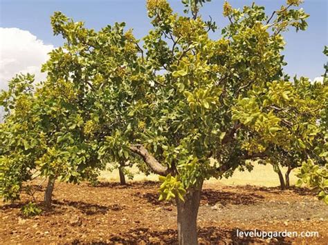 Pistachio Tree (Pistacia vera) Information - Is this the tree for you?