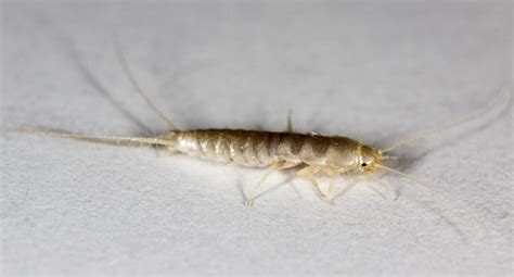 6 Silverfish Infestation Signs to Look Out For - Pest Hacks