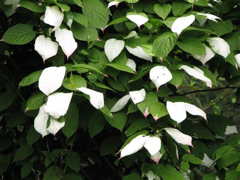 Actinidia Kolomikta Variegated Arctic Beauty Kiwi Fruit | Etsy