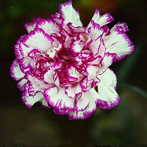 100pcs/bag Mixed Color Carnation Seeds Perennial Flowers Garden Plants Dianthus Caryophyllus ...