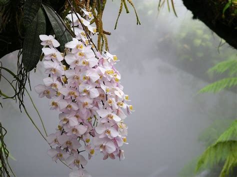 Amazon Rainforest Orchids Hundreds of orchids in a | andean orchids | Pinterest | Orchid, Orchid ...