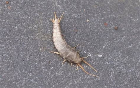 Blog - Are Silverfish In Chicago Dangerous?