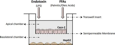 Schematic overview of the Caco-2/HepG2 co-culture system. Caco-2 cells ...