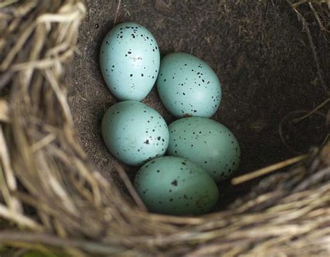 British Birds' Eggs | Identification Guides | Bird Spot