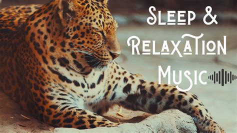 Best Night time music for sleep and relaxation | calm sleeping music ...