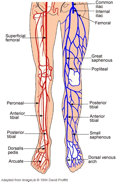 Foot Circulation | Extremity Circulation | Leg Circulation