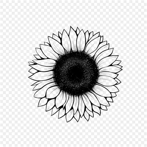 Sunflower Black And White Clipart