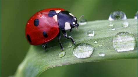 A cute red ladybug on a leaf with drops water