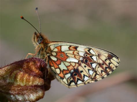 Butterfly Conservation: Farming is uniquely placed to enhance biodiversity - Farm for Scotland's ...