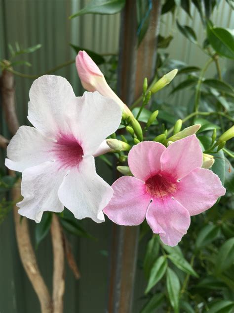 Pandorea jasminoides 'Party Pink' : australianplants