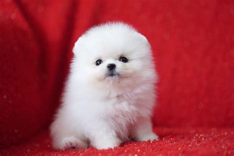 Pure White Pomeranian Teddy bear Teacup Puppies | in Peterborough ...