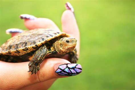 Should Your Family Get a Turtle? | Turtles that stay small, Pet turtle ...