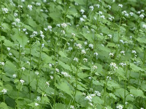 How to control garlic mustard in a woodlot - Farm and Dairy