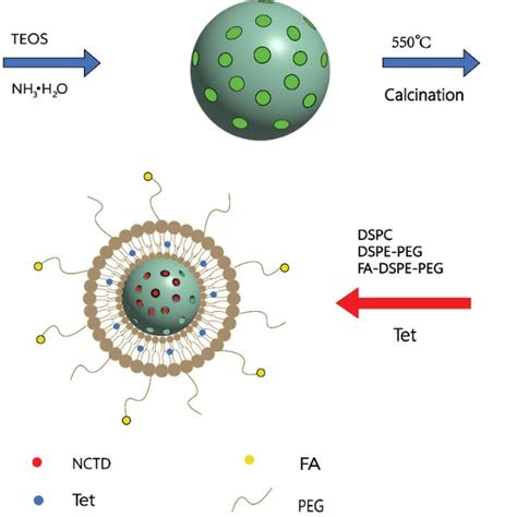 A schematic illustration of the synergistic co-delivery of diacid... | Download Scientific Diagram