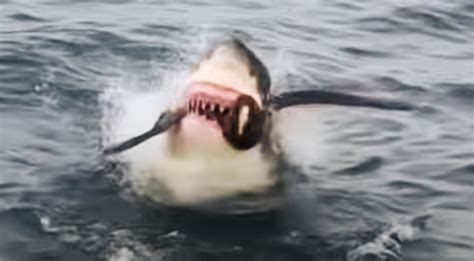 Live Footage Shows Great White Feasting On Seabird