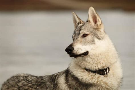 Your guide to the powerful Kunming Wolfdog - K9 Web