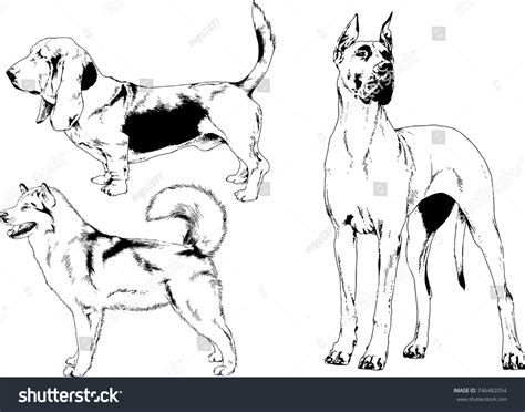 Vector Sketches Different Breeds Dogs Drawn Stock Vector (Royalty Free ...