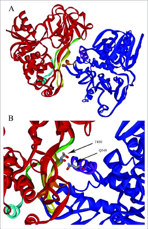 Depiction of the dimer structure involving chains A (red) and B (blue ...