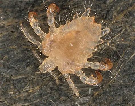 Crabs STD (Pubic lice) detailed Pictures & Images