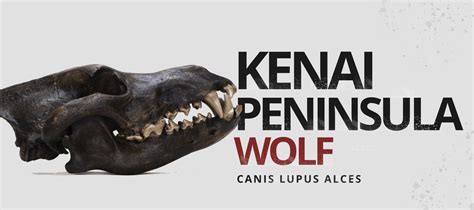 Kenai Peninsula Wolf (Canis Lupus Alces) | Wolf Stuff