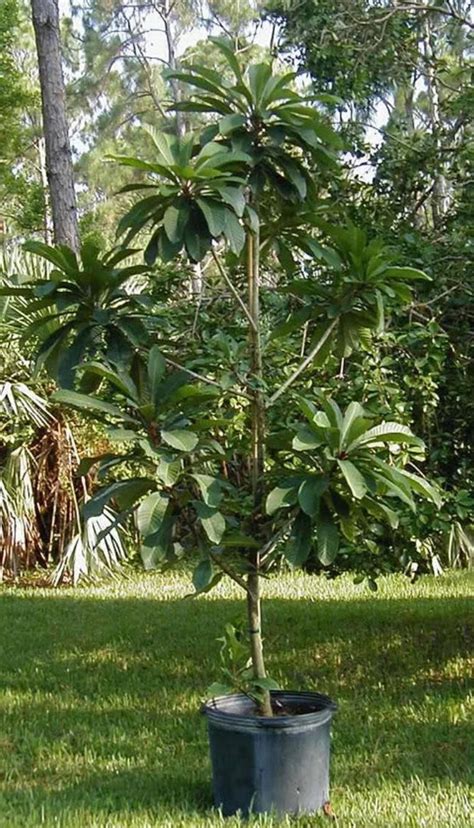 Mamey Sapote Tree Mammee Mamey Pouteria Sapota Sweet | Etsy