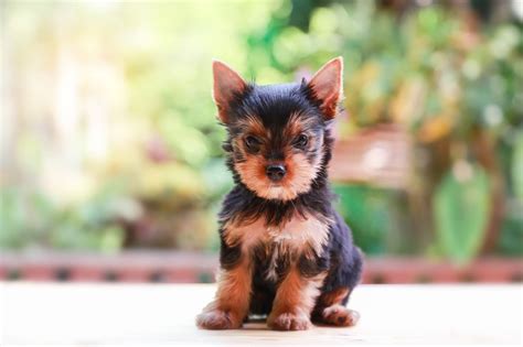 how much do teacup yorkie puppies cost - Puppy And Pets