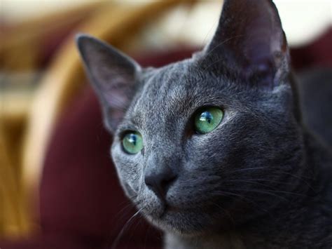 Los Gatos Azules Rusos Son Buenos Para Los Perros