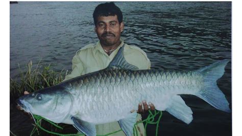 Mahseer Fish Festival at Bheemeshwari on March 17 - The Hindu