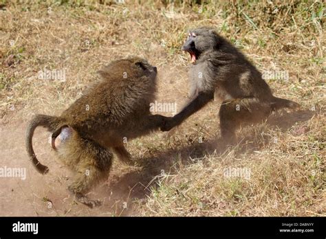 Kenya national park baboon fight hi-res stock photography and images ...