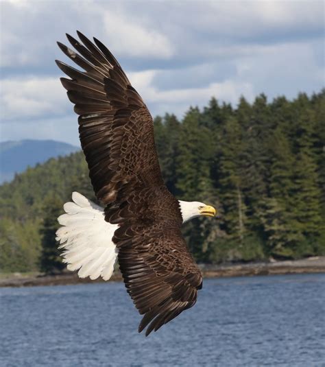 "The American Bald Eagle" by Larry Winter: Bald eagle in flight Alaska. Moose Pictures, Eagle ...