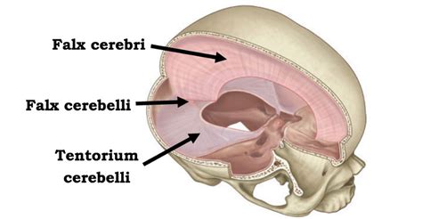 Image result for tentorium cerebelli | Dental anatomy, Med student, Anatomy