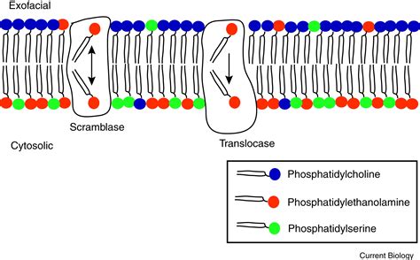 Extracellular Vesicles: Budding Regulated by a Phosphatidylethanolamine ...