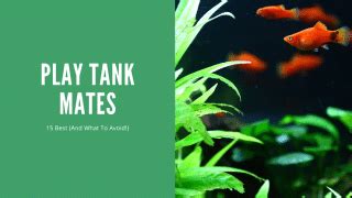 Platy Tank Mates - 15 Great Choices (With Pictures) - AquariumStoreDepot