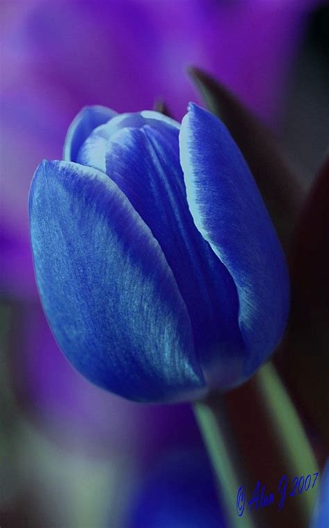 Best 25+ Blue tulips ideas on Pinterest | Flowers, Beautiful flowers photos and Colorful flowers