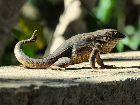 curly tail lizard,Everglades City,Floria,26Mar11.1 | Flickr