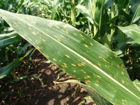 Northern Corn Leaf Blight Continues, Gray Leaf Spot Starts in 2015 ...