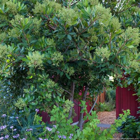 Toyon (Heteromeles), California native evergreen shrub, with Verbena by entry to side garden ...