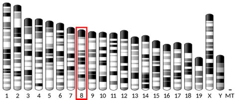 Mineralocorticoid receptor - Wikipedia