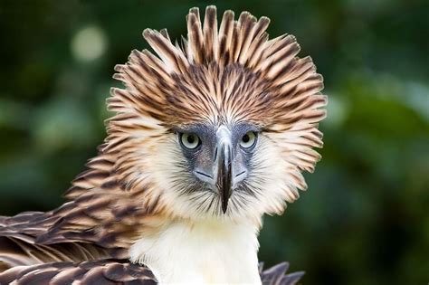 Philippine Eagle Fun Facts: 12 Things to Know About the Largest Eagle