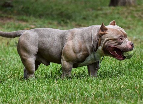 AMERICAN POCKET BULLY BREEDING | PHENOTYPE & GENOTYPE | Pocket bully ...