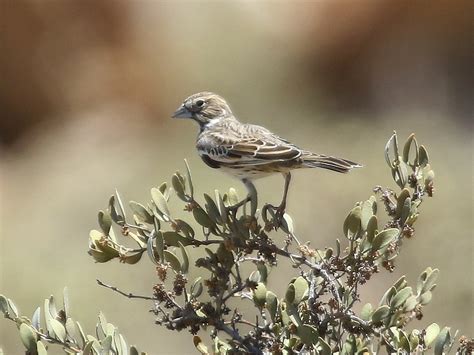 Lark Bunting female, Imperial County, CA, 5-1-16 | Female of… | Flickr