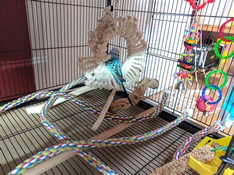 Cage setup for my very spoiled handicapped budgie (stroke).