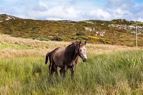 Irish Draught Horse Breed Information and Pictures - PetGuide | PetGuide