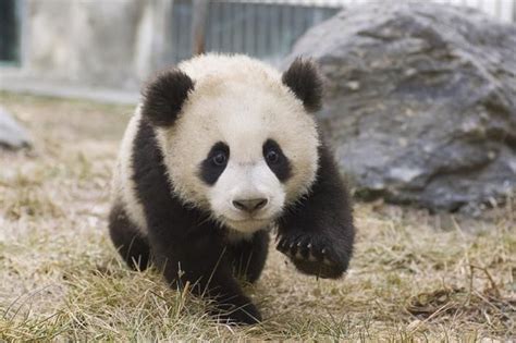 Log In | Panda bilder, Panda, Niedliche tiere