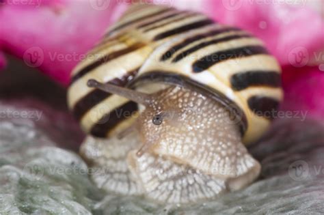 Antenna snail close up portrait 20178162 Stock Photo at Vecteezy