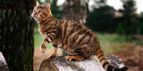 Toyger Cat Breed: Size, Appearance & Personality